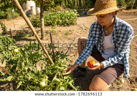 Portrait of young farmer woman in straw hat and blue checkered shirt in orchard picking tomatoes