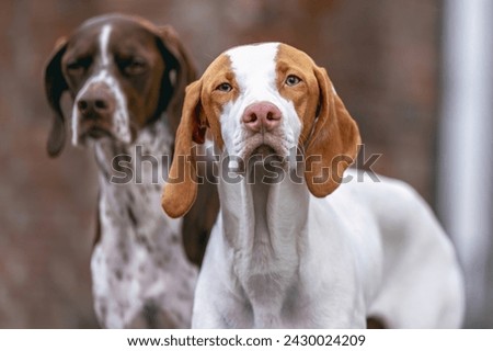 Portrait of a young female Braque Saint Germain hound dog