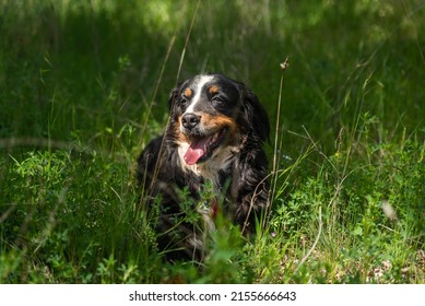 portrait of a young female dog, bernese mountain dog, resting in the shade at a foot of a tree in the forest in a sunny day. Front view. Spain