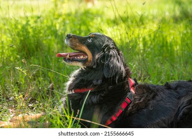 portrait of a young female dog, bernese mountain dog, resting in the shade at a foot of a tree in the forest in a sunny day. Lateral view. Spain
