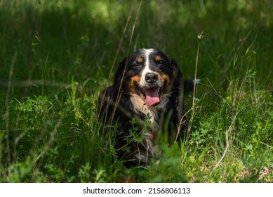 portrait of a young female dog, bernese mountain dog, resting in the shade at a foot of a tree in the forest in a sunny day. Front view. Spain
