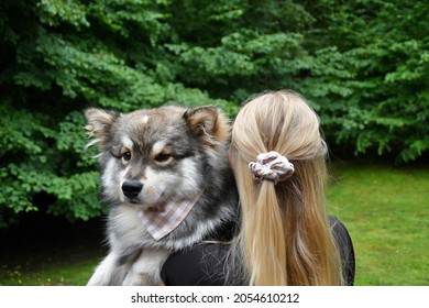 Portrait Of A Young Finnish Lapphund Dog And A Millennial Woman Wearing Matching Bandana And Scrunchie