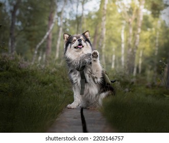 Portrait Of A Young Finnish Lapphund Dog Sitting In The Forest Or Woods Doing Wave Paw Trick