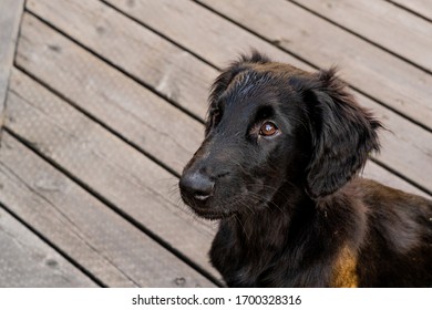 Portrait Of A Young Flat Coated Retriever Puppy On A Wooden Porch. The Dog Is Slightly Wet And Looking Slightly Off Camera At Its Owner, And The Light Reflects In Its Brown Eye.