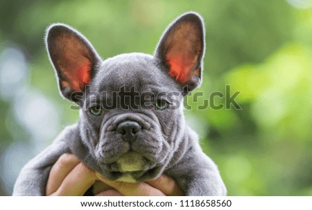 Portrait of a very young French Bulldog