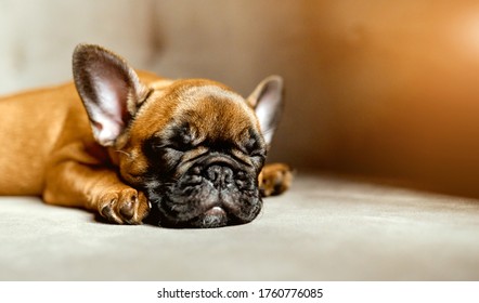 Portrait of young French Bulldog sleeping on the sofa