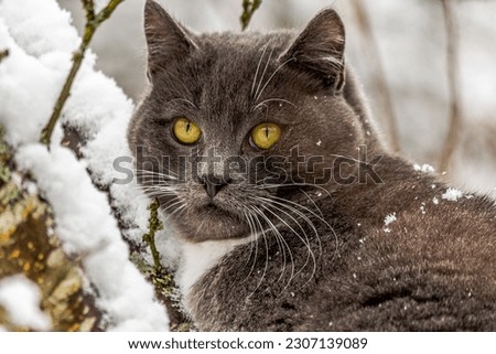 Portrait of a young gray cat with bright yellow eyes sitting on a tree branch and snow in winter with good light weather. The cat is covered a snow flakes.