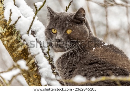 Portrait of a young gray cat with bright yellow eyes sitting on a tree branch and snow in winter with good light weather. The cat is covered a snow flakes.