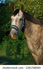 Portrait Of A Young Gray Mare Of The Tersk Breed