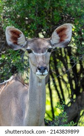 Portrait of a young greater kudu female