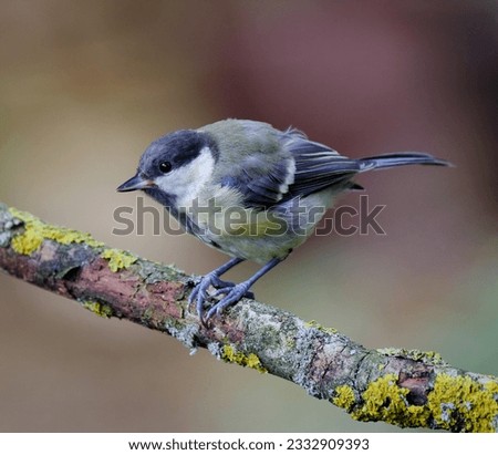 Portrait of a young Greattit