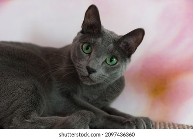 Portrait of a young green-eyed cat with gray smooth fur. close-up. Domestic purebred cat looks carefully into the lens. Cute cat of the Russian blue breed. Gradient low-key pale pink background. 
