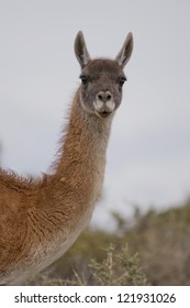 Portrait Of A Young Guanaco In Punta Tombo