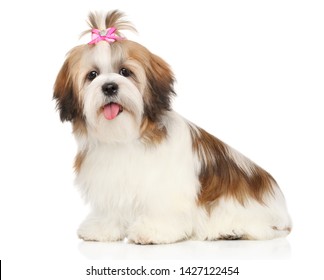 Portrait Of A Young And Happy Shi-tzu Dog Puppy On A White Background. Animal Themes