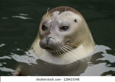 portrait of young harbor seal