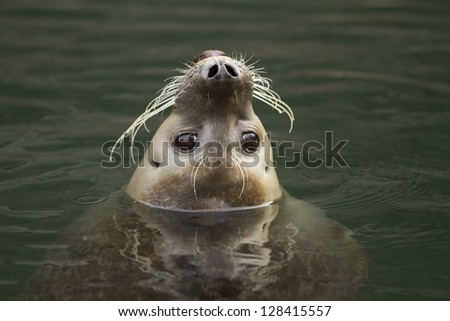 portrait of young harbor seal