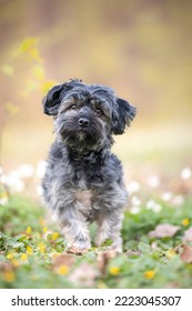 Portrait of an young havanese dog, gray cute small dog, spring time - Shutterstock ID 2223045307