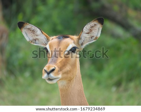 Similar – Deer looks into the camera