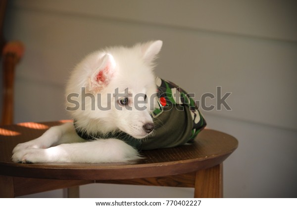 Portrait Young Japanese Spitz Dog Wearing Stock Photo Edit Now
