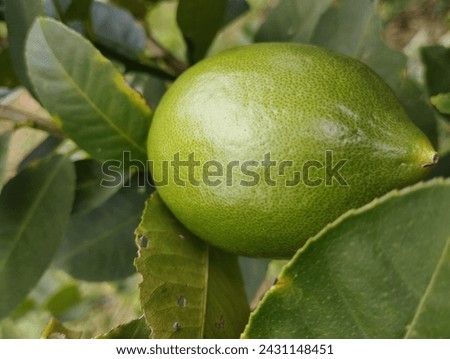 portrait of a young lemon