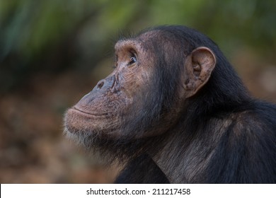 322 Chimps tanzania Images, Stock Photos & Vectors | Shutterstock