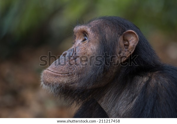 Portrait of a young male Eastern chimpanzee in\
natural habitat