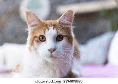 Portrait of young male Maine Coon Cat - Shutterstock ID 2394898885