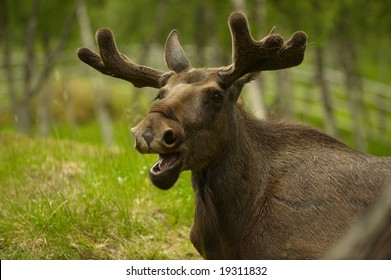 arctic moose