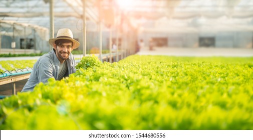 Portrait of young man farmer harvesting vegetables from hydroponics farm in morning.Hydroponics,Organic fresh harvested vegetables,Farmers working with hydroponic vegetable garden at greenhouse.