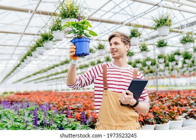 Portrait Of A Young Man Florist Supervising Taking Care For Salvia Flowers At Pot In The Greenhouse. Gardening, Profession And People Concept.