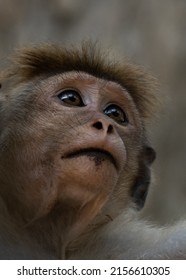 Portrait of a young monkey 