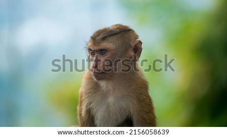 portrait of young monkey kid male on green background. little great ape mighty and biggest monkey primate world. Wild beauty of the nature. cute monkey on branch. Pretty wet ape fooling around on tree
