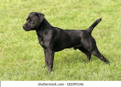 Pictures of patterdale terriers