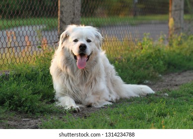 polish tatra sheepdog