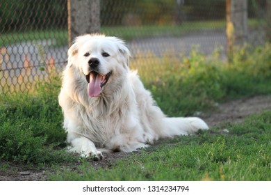 Polish Tatra Sheepdog High Res Stock Images Shutterstock