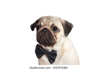 パグ の画像 写真素材 ベクター画像 Shutterstock