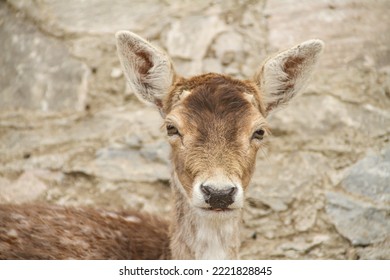 Portrait Of Young Red Deer Close Up