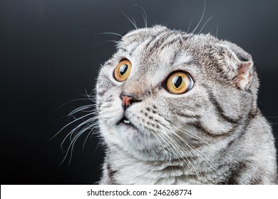 938 Scottish cat on street Images, Stock Photos & Vectors | Shutterstock