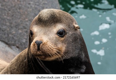 Portrait of a young seal. Navy seal. Cute seal portrait. Seal eyes