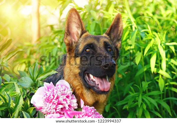 Portrait Young Shorthaired German Shepherd Dog Stock Photo Edit