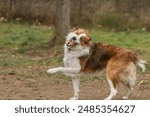 Portrait of a young, silly Border Collie as he plays in the autumn sun.