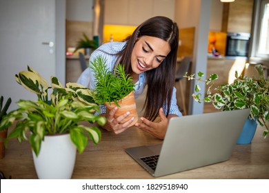 Portrait Of Young Smiling Woman In A Beige Apron Watching You Tube Tutorial On A Laptop And Planting Flowers In Pots In Beautiful Modern Apartment.