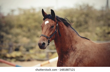 Portrait Of A Young Sports Bay Horse With An Asterisk On His Forehead