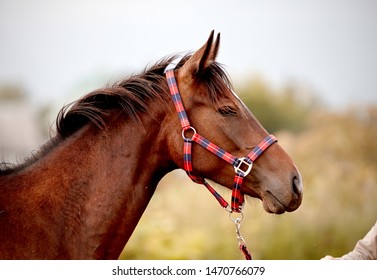 Portrait Of A Young Sports Horse With An Asterisk On His Forehead In A Halter.