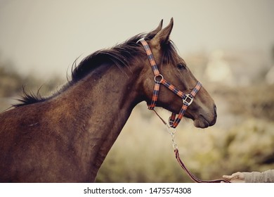 Portrait Of A Young Sports Horse With An Asterisk On His Forehead In A Halter.