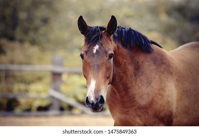 Portrait Of A Young Sports Horse With An Asterisk On His Forehead