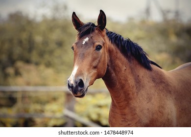 Portrait Of A Young Sports Horse With An Asterisk On His Forehead