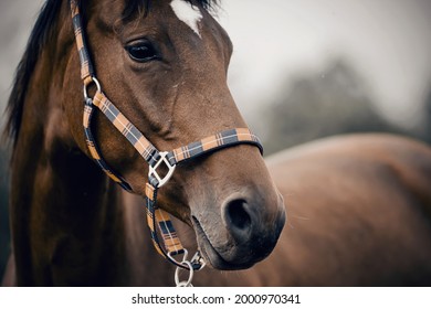 Portrait Of A Young Sports Horse With An Asterisk On His Forehead In A Halter.