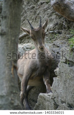 Portrait of a young steinbock in Aosta Valley, Italy
