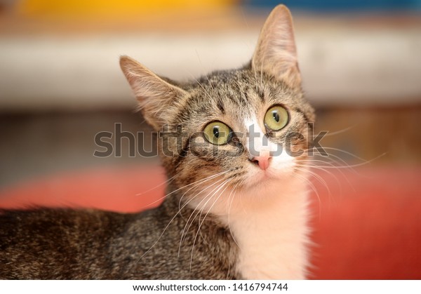 Five Cat Food Factors That Discourage Feline UTD